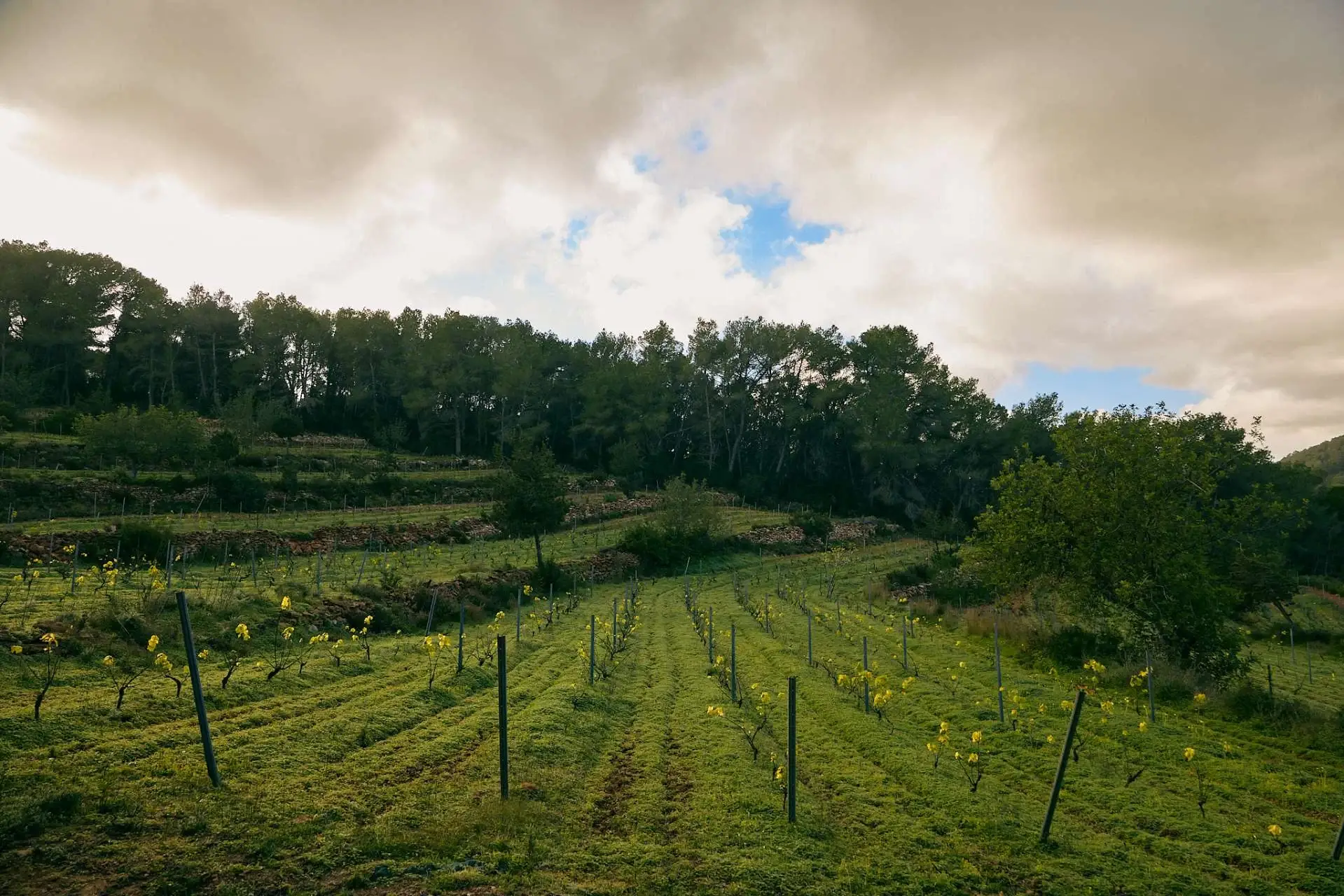 Uno de los viñedos de Ibizkus para la elaboración de sus vinos de Ibiza