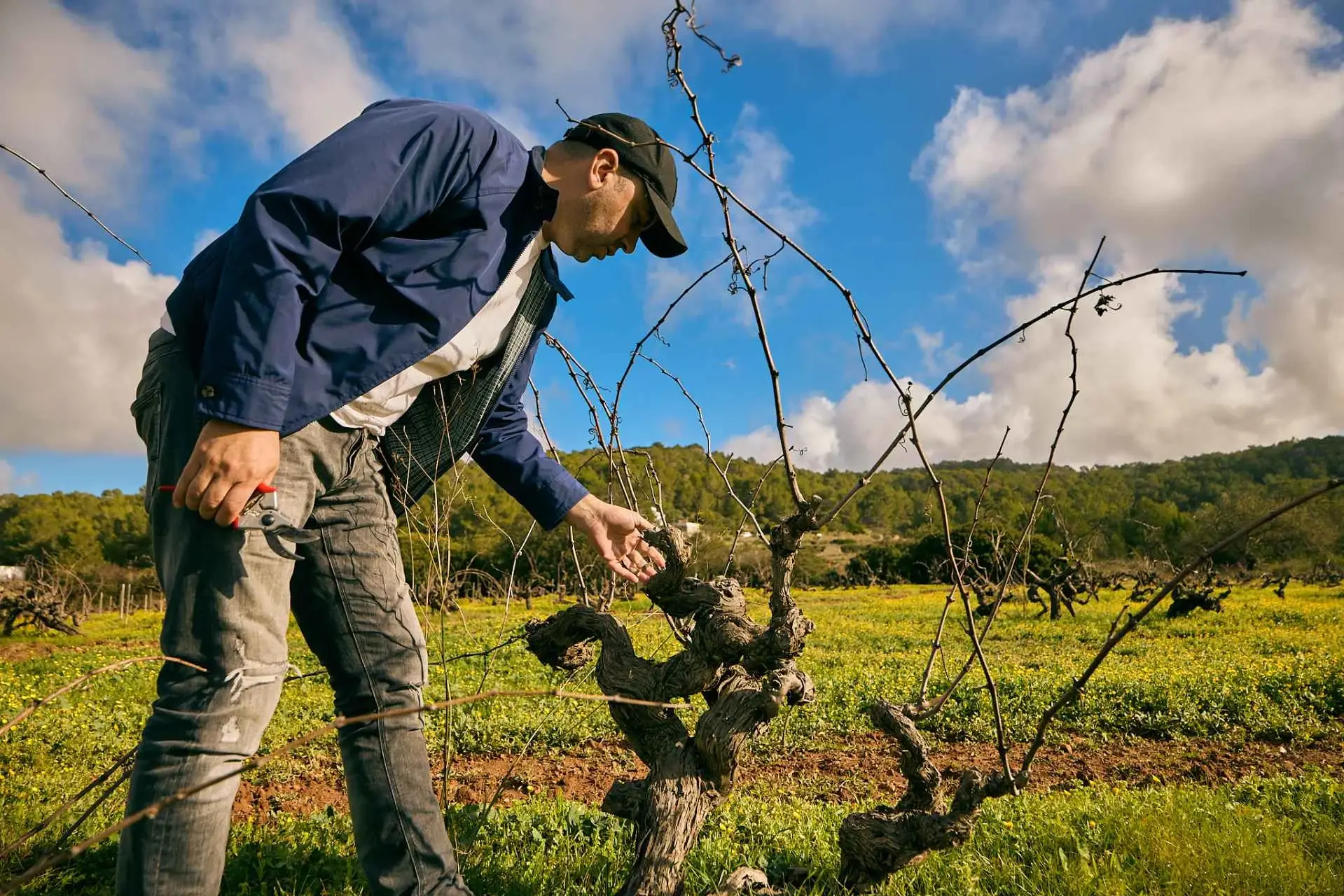 David Escudero, enólogo de Ibizkus, revisando la futura poda en una de las microparcelas