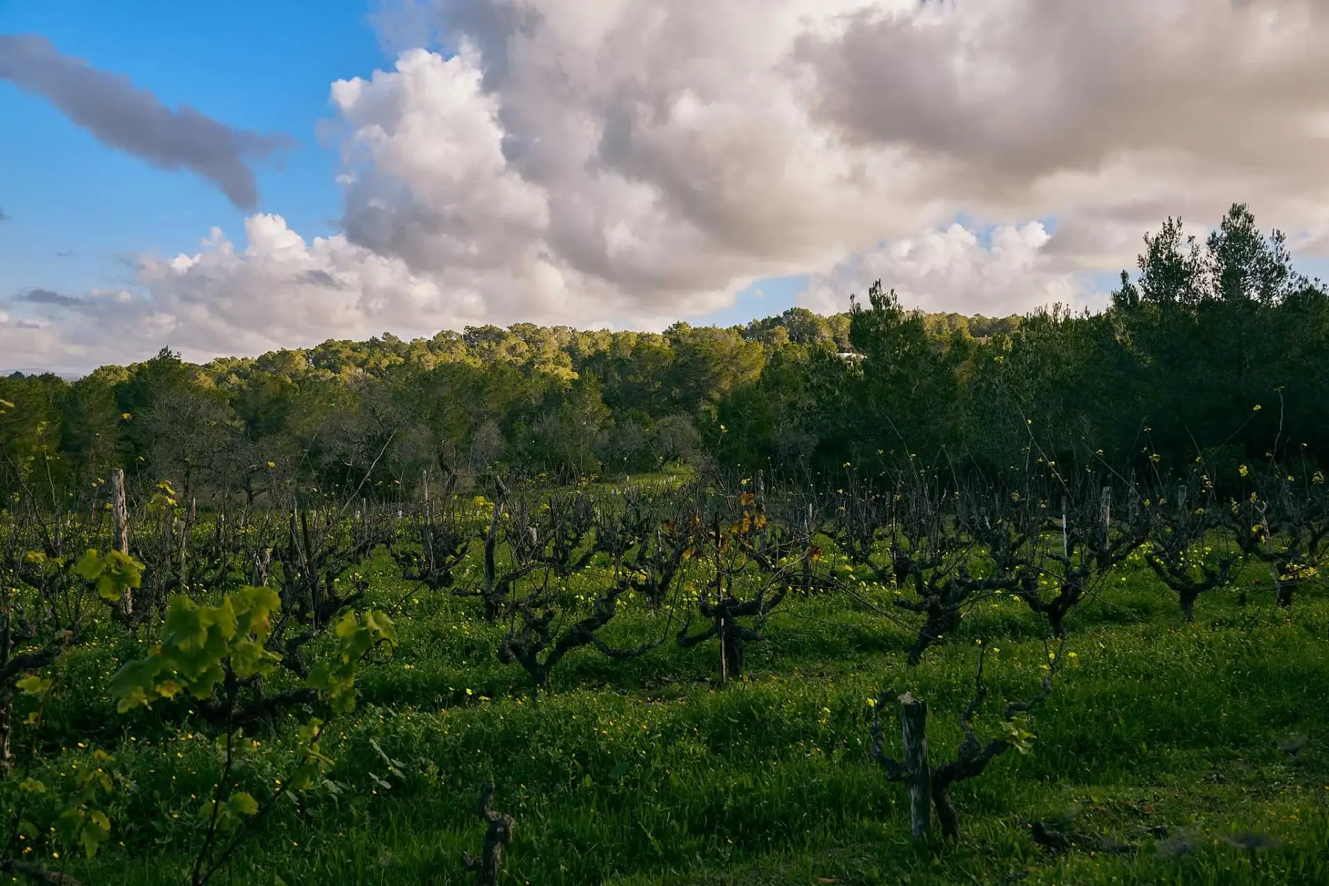 Viña vieja de Ibizkus, vinos de Ibiza