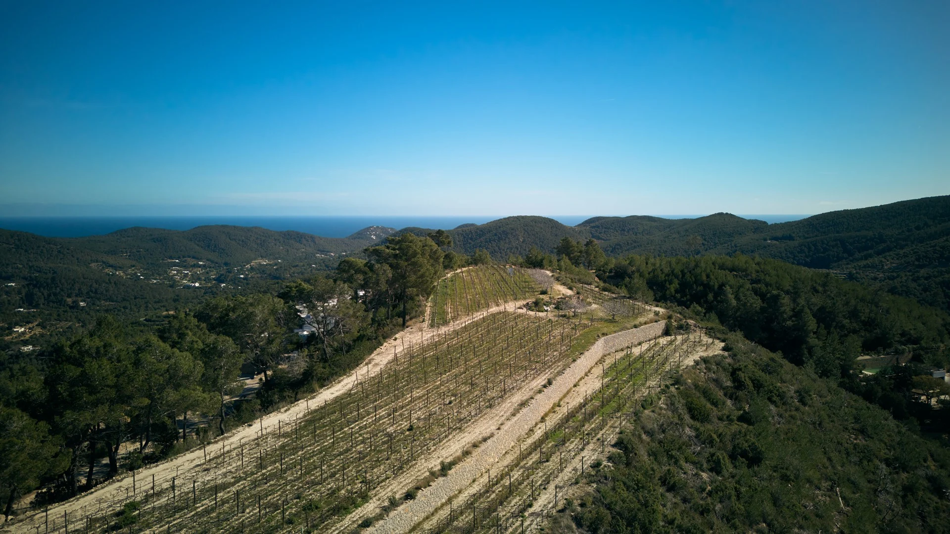 High-angle aerial drone view of the terraced vineyard rows at Blacknose Ibiza, stretching along a forested ridge with the Mediterranean Sea on the horizon.