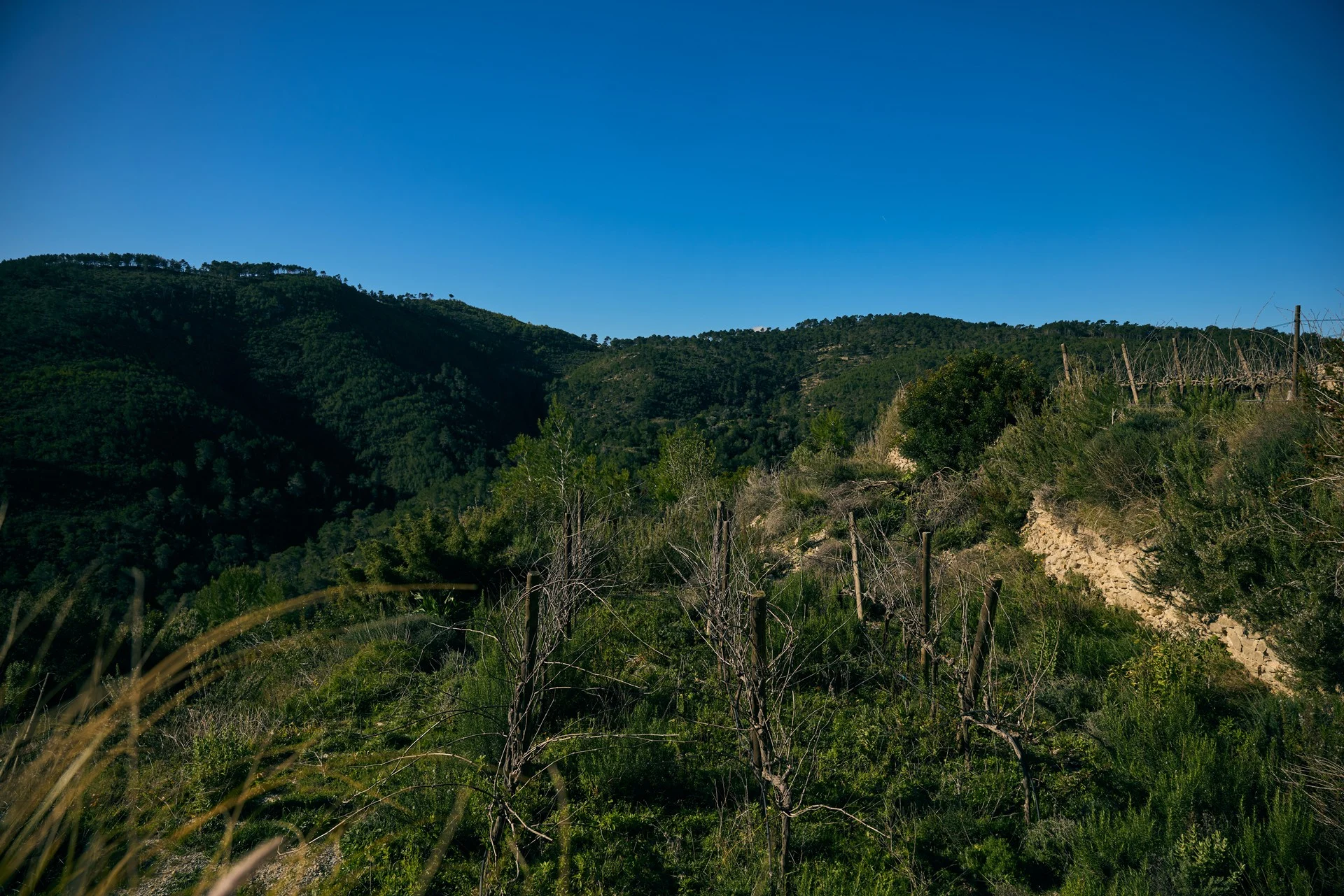 Traditional terraced vineyards of Blacknose Ibiza facing the Morna valley hills, showing restored dry-stone walls uncovered by the 2011 fire.