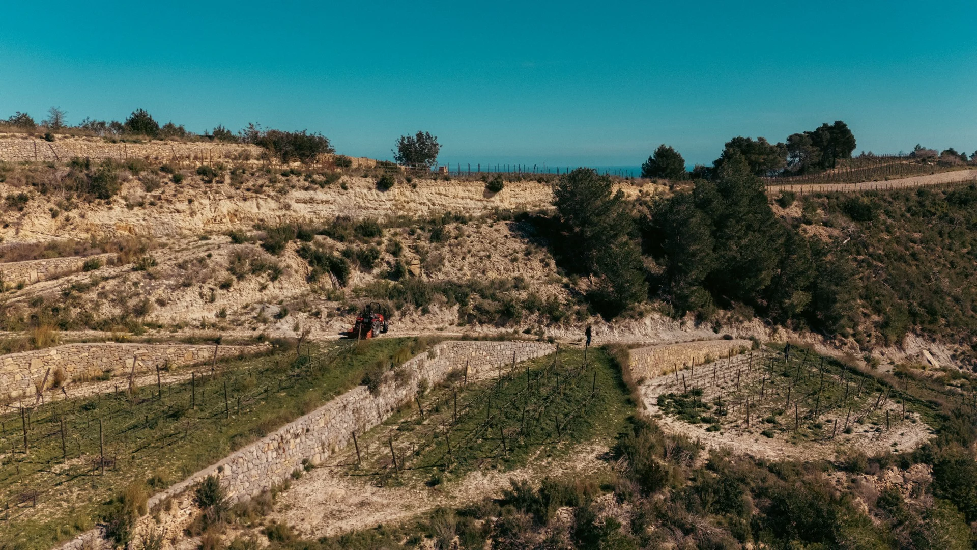 Aerial view of the magnificent terraced vineyard plots at Blacknose Ibiza, framed by traditional dry-stone walls, producing the grapes for Podenco Loco wine and Vino de la Tierra de Ibiza.