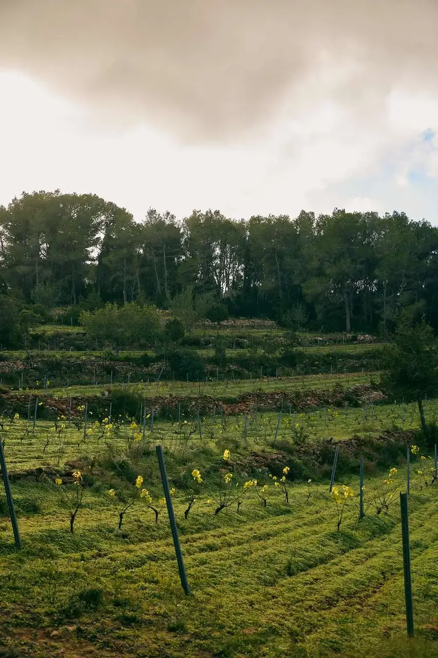 Unos bancales de Sant Llorenç, en Ibiza, plantados con viña para hacer vinos de Ibiza en Ibizkus