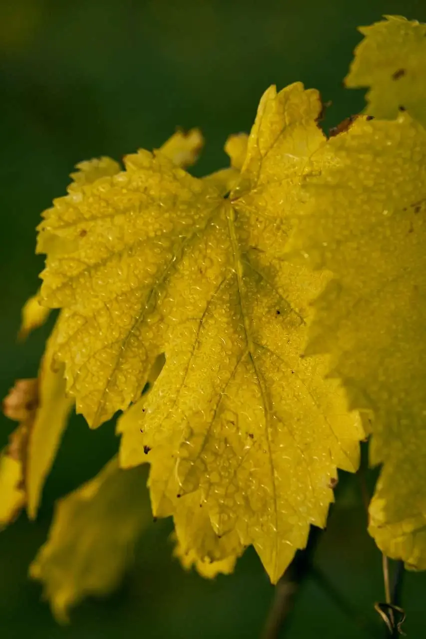 Una hoja de la parcela que Ibizkus tiene en Sant Llorenç, de donde extrae fruta para vinificar vinos de Ibiza