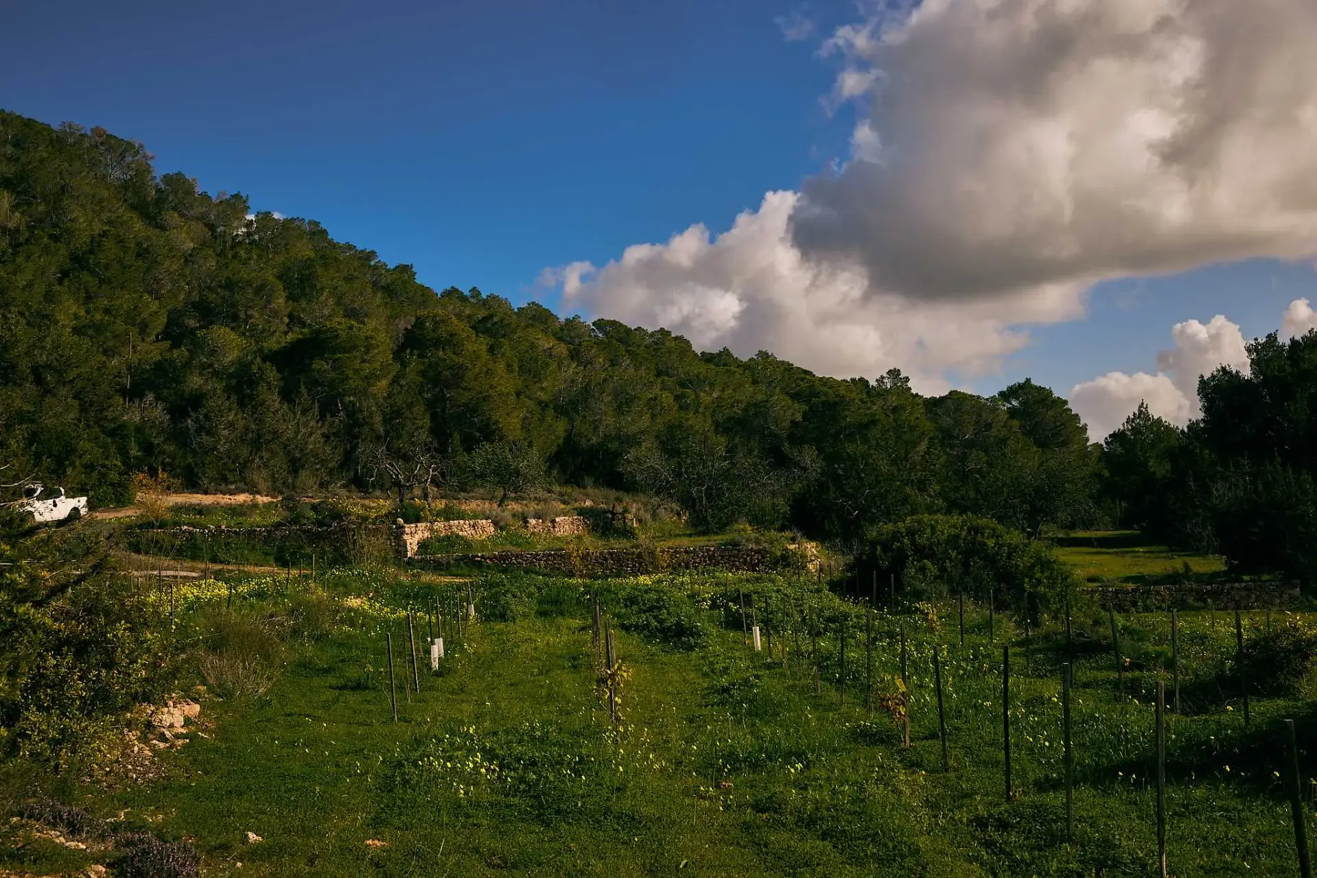Precioso paisaje de Sant Agustí, Ibizkus