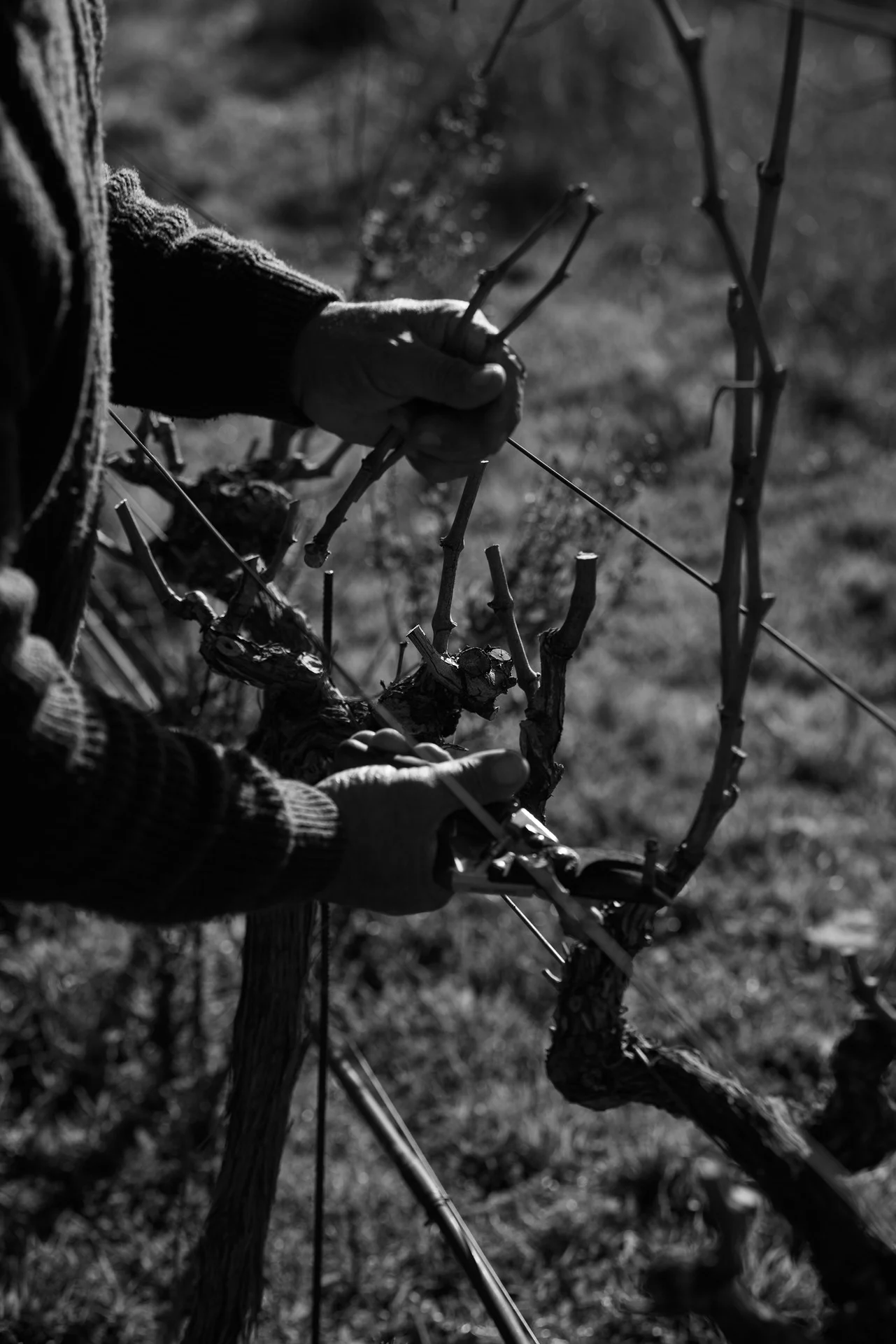 Close-up of a professional Ibizan viticultor performing winter pruning with shears on a grape vine at the Blacknose Ibiza estate.