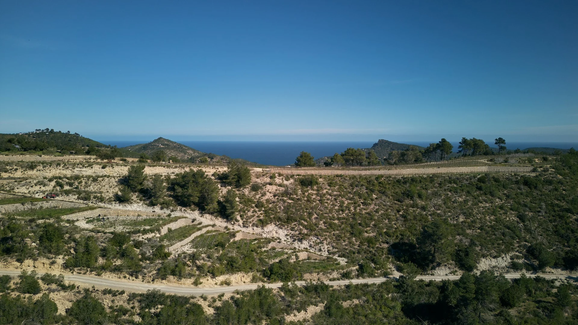 Wide aerial view of the traditional terraced vineyards at Blacknose Ibiza, surrounded by the pine hills of the Morna valley with the Mediterranean Sea on the horizon, showcasing the unique terroir of these Ibiza wines