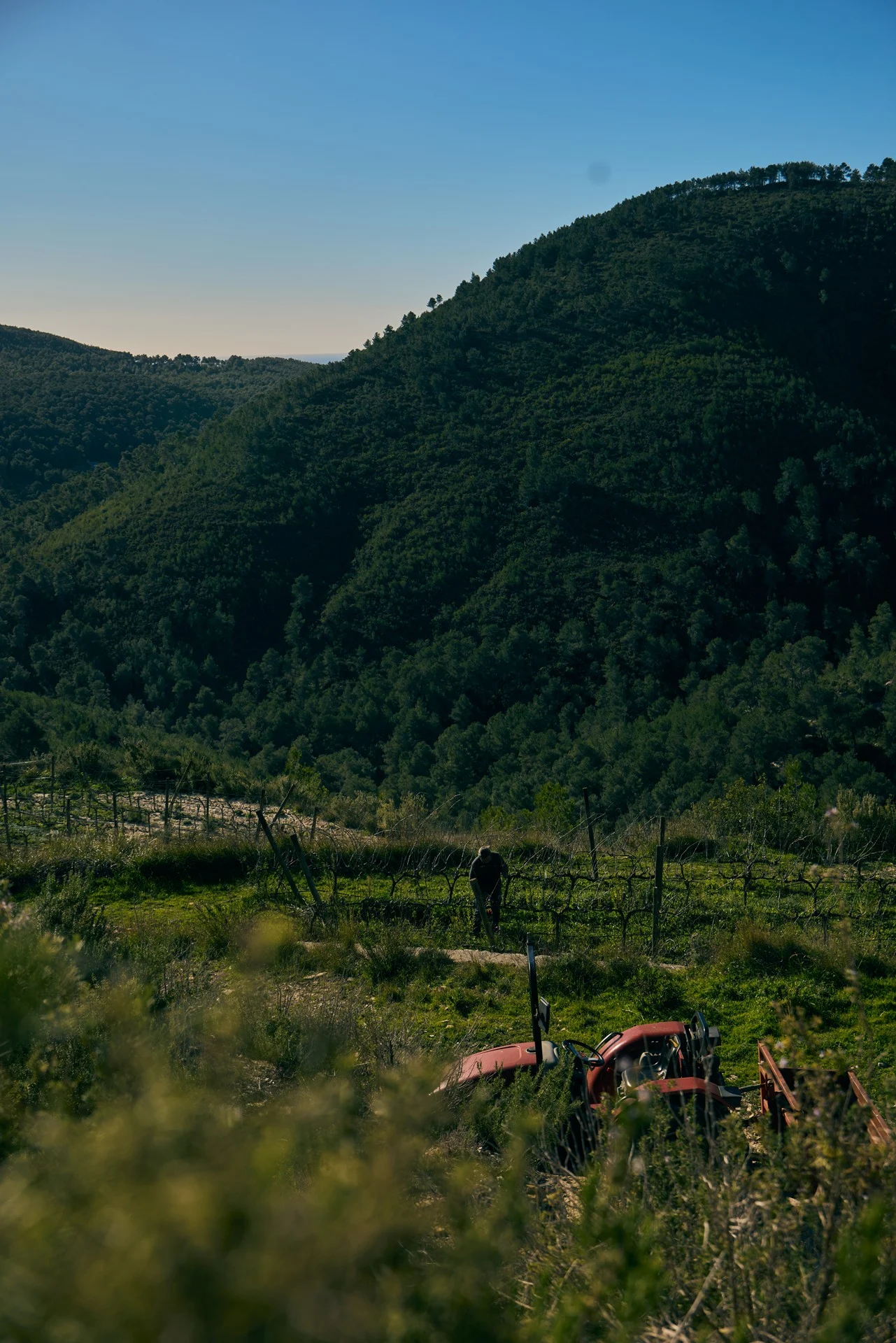 A red tractor parked next to terraced vineyard rows in the Morna valley during the winter pruning season at Blacknose Ibiza.