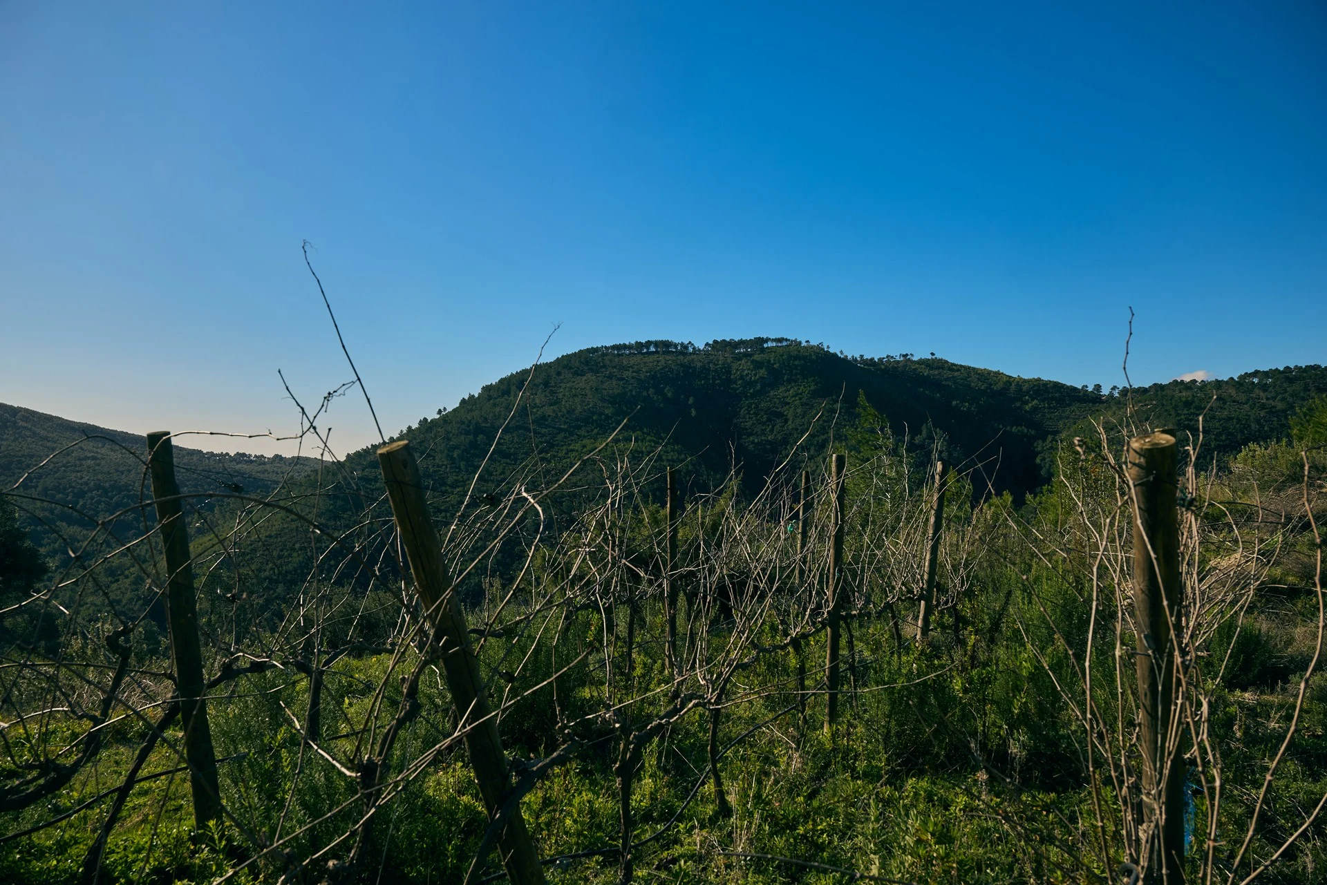 Pruned winter grapevines on wooden trellises facing a massive forested hill under a clear blue sky, cultivated for certified Vino de la Tierra de Ibiza.