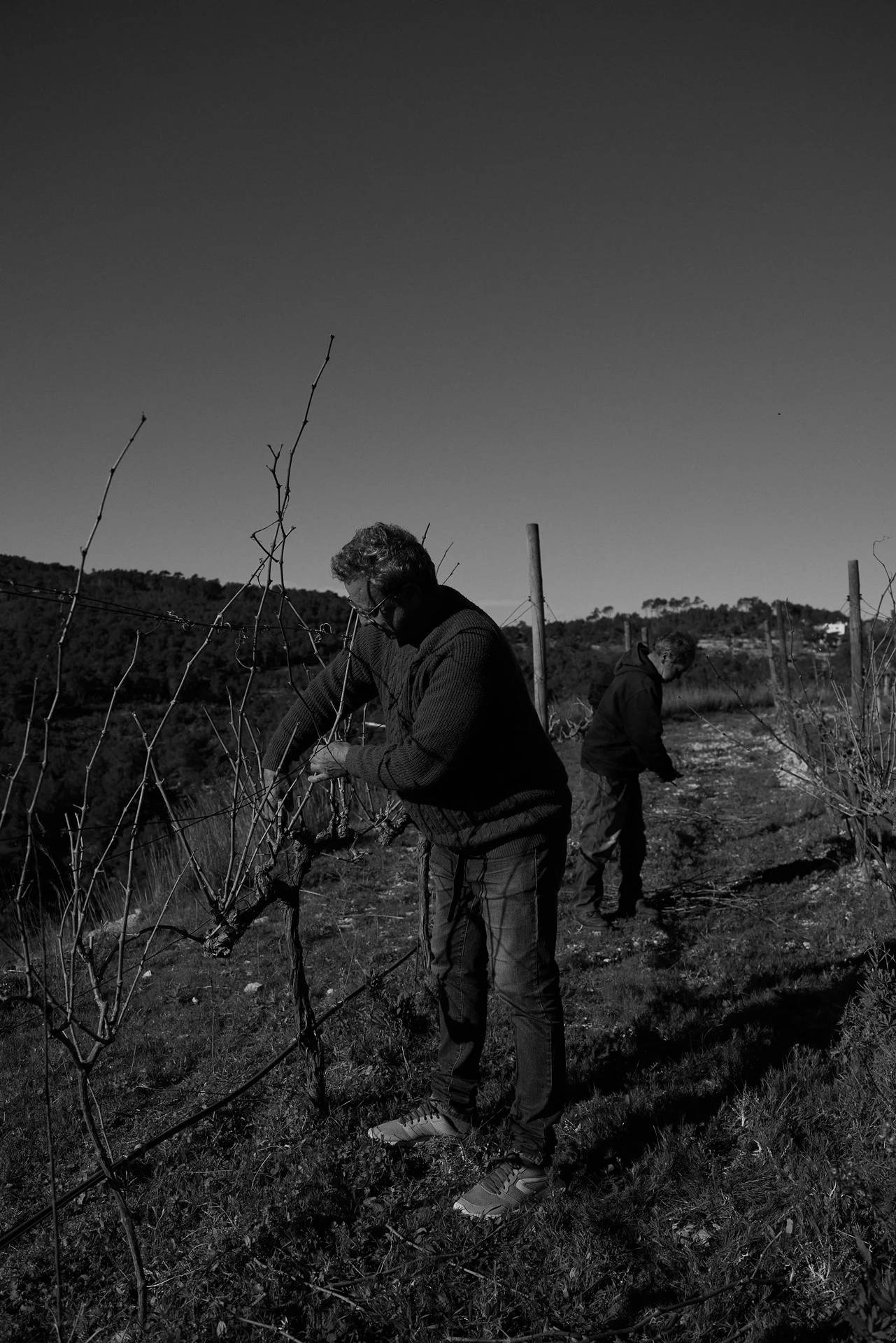 A professional Ibizan viticultor and a colleague performing traditional winter pruning along the hillside grape terraces of Blacknose Ibiza.