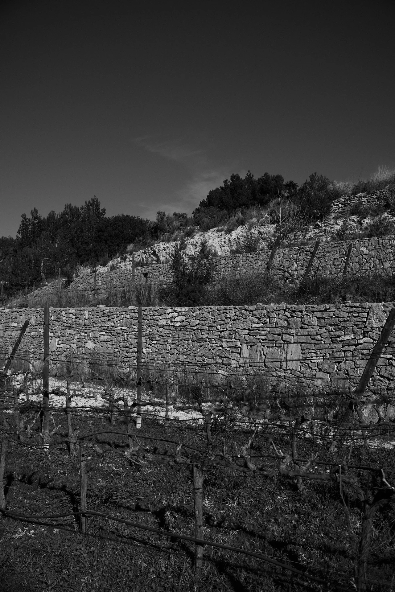 Traditional dry-stone walls and terraces supporting the winter vineyard rows at Blacknose Ibiza in the Morna valley.