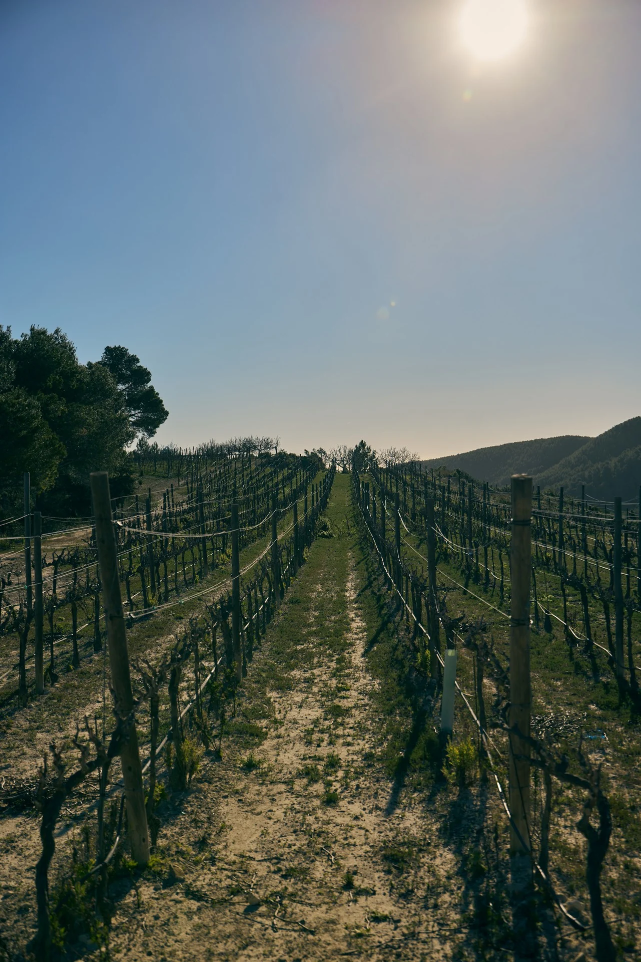 Looking down the trellised vine rows at the Blacknose Ibiza estate under a bright sun, showcasing meticulous winter pruning for small-batch Ibiza wines.