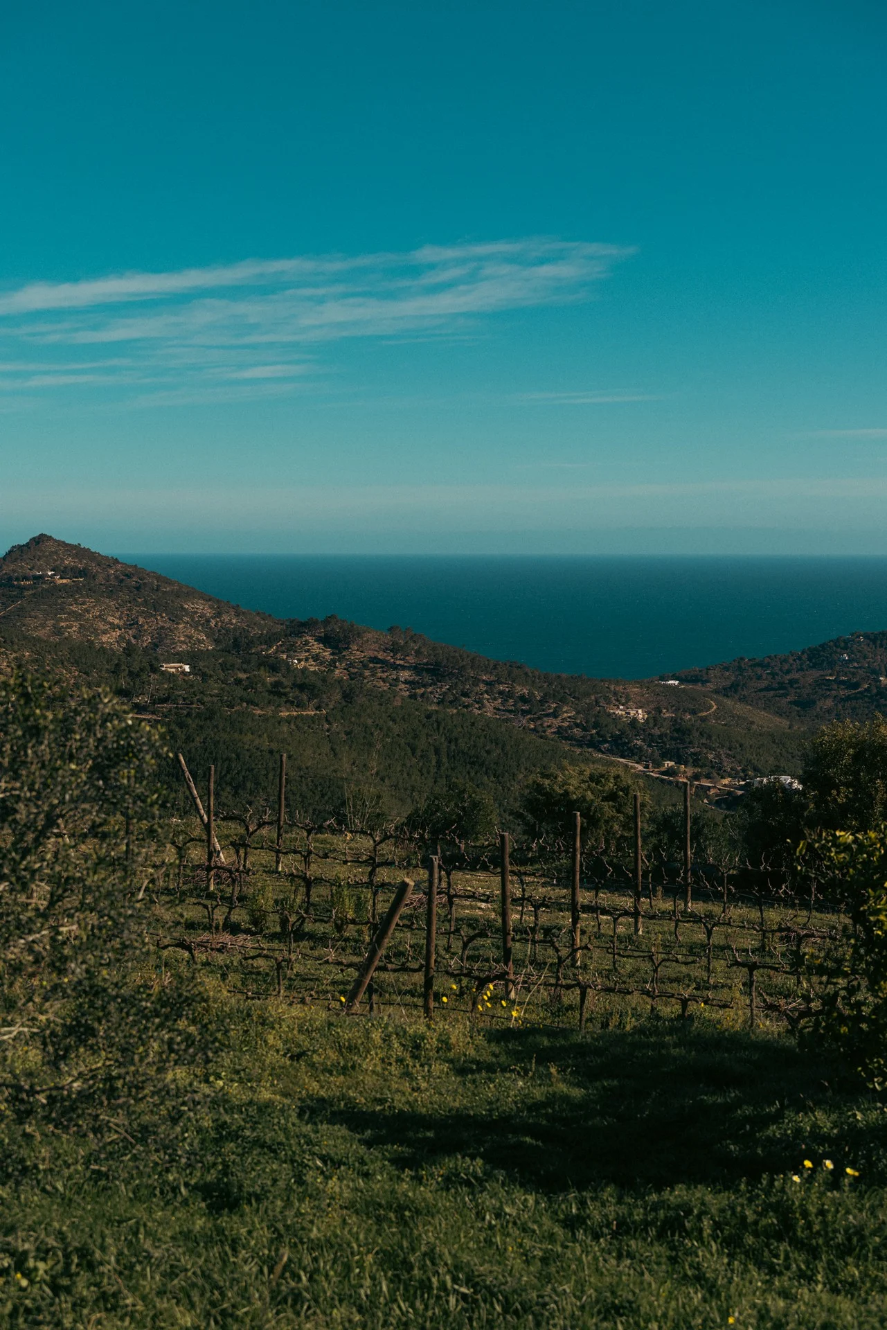 Hillside view of the Blacknose Ibiza vineyard overlooking the Mediterranean Sea, where premium estate Ibiza wines are cultivated