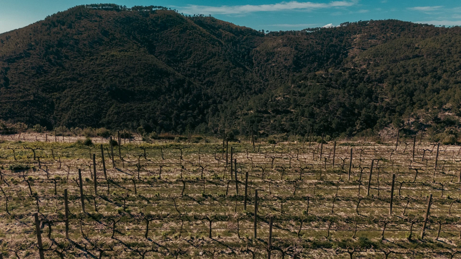 Hillside vineyard rows at Blacknose Ibiza stretching out toward the green mountain peaks of the Morna valley, the birthplace of premium Ibiza wines.