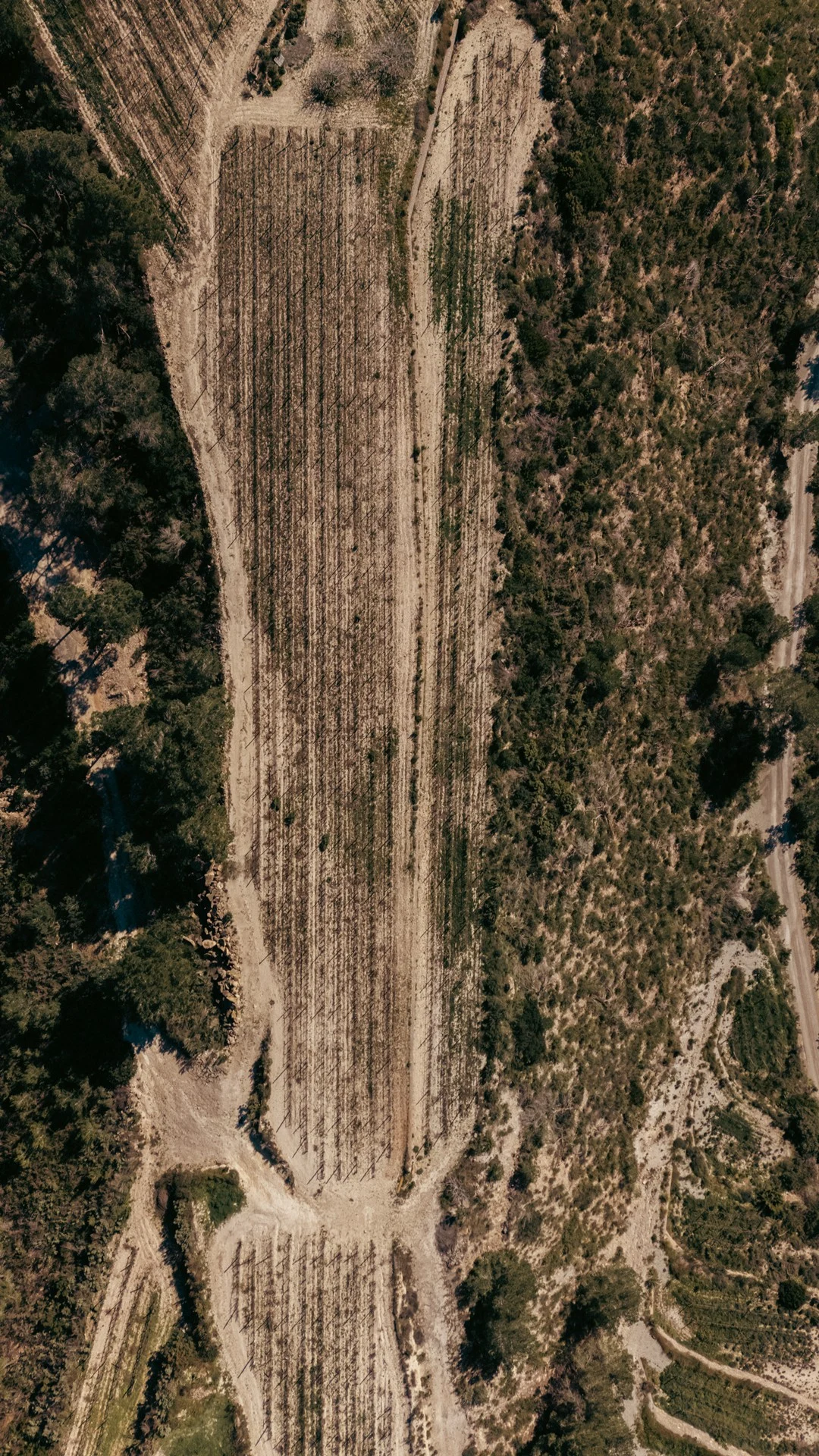 Aerial drone top-down view of Peter Lehner's secluded terraced vineyard rows, the origin of local Podenco Loco wine and traditional Vino de la Tierra de Ibiza.